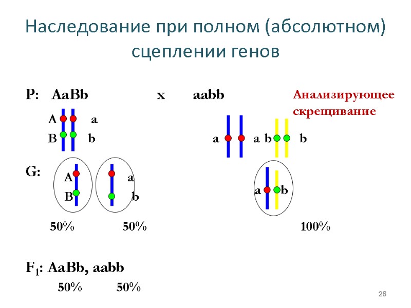 Наследование при полном (абсолютном) сцеплении генов 26 Р:   AaBb   